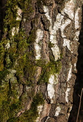 Bark of a tree