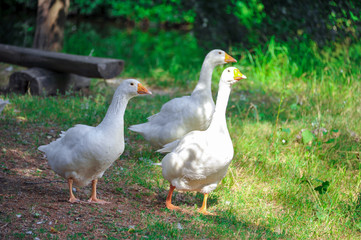 Naklejka na ściany i meble Ducks walk on grass. Ducks walking. Two ducks portrait. Two ducks walk. Close-up