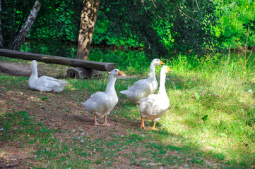 Ducks walk on grass. Ducks walking. Two ducks portrait. Two ducks walk. Close-up
