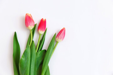 Bouquet of colored tulips on a white background. Spring flowers. Colored tulips, Lovely tulip flowers composition. Valentines Day or Mothers day. International Womens Day March 8.