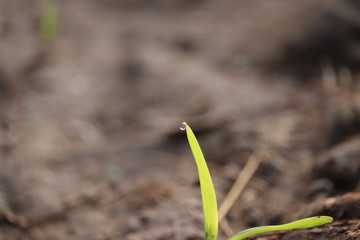 close up of a green corn leaf with morning water drop on corn plant in agriculture filed with blur sandy backgrounds