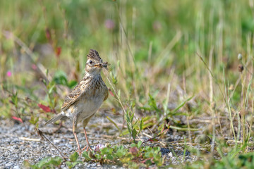 Obraz premium Eurasian skylark holding a lot of insects in its beak