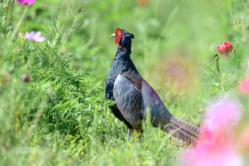 Japanese green Pheasant in a flowers field portrait