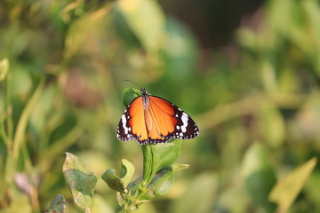 close up of A yellow male butterfly insect resting on lemon leaf in butterfly garden background