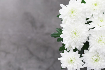 Background of white chrysanthemum flowers. Buds of white flowers.