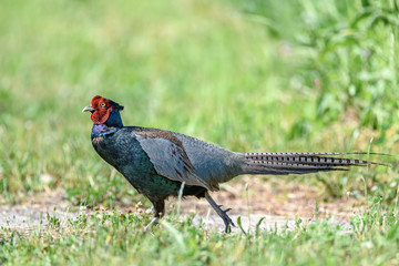 Japanese green Pheasant in the grass portrait
