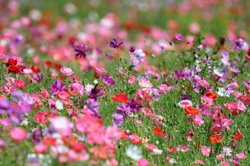 Obraz na płótnie Canvas multicolor field of poppies and cosmos flowers