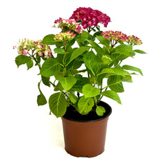 Dark pink hydrangea in pot isolated on white background