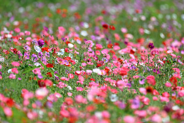 Obraz na płótnie Canvas multicolor field of poppies and cosmos flowers