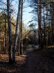 Obraz premium In the forest