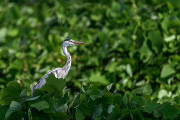 Grey heron in green leaves portrait