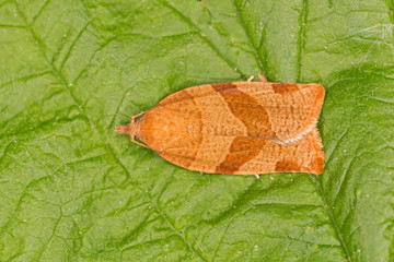 Pandemis cinnamomeana is a moth of the family Tortricidae.