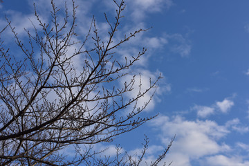 日本の岡山の散歩の風景