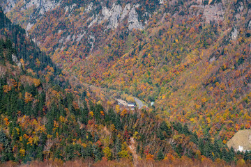 Beauty of forest jungle during falling season, Hokkaido Japan natural landscape background