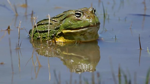 Male African giant bullfrog (Pyxicephalus adspersus) sitting in shallow water, South Africa