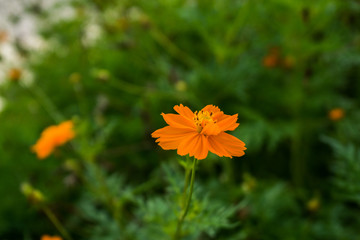 yellow flower