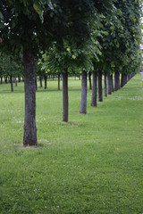 round shaped linden trees. linden alley, landscape design