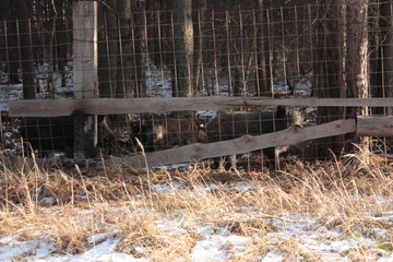 Herd of wild boars with cubs is looking for food in the winter forest