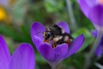 Pollen covered Bombus mixtus worker sips nectar inside of a purple crocus flower. in a Portland, Oregon garden 