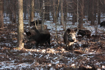 Herd of wild boars with cubs is looking for food in the winter forest