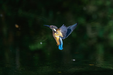 Flying kingfisher