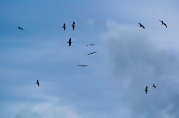 A lot of flying gulls on a background of blue sky with clouds.