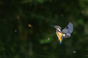 Flying kingfisher
