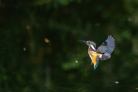 Flying kingfisher © Godimus Michel