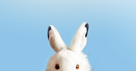 rabbit on blue background.. Easter concept.