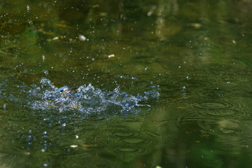 flying and diving kingfisher