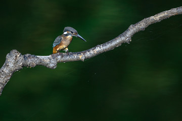 Kingfisher on a branch close up portrait