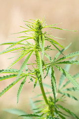 Detail of the Marijuana (Cannabis Sativa) buds growing outdoors in the summer sun.