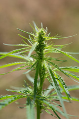 Detail of the Marijuana (Cannabis Sativa) buds growing outdoors in the summer sun.