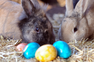zwei kaninchen und bunte eier