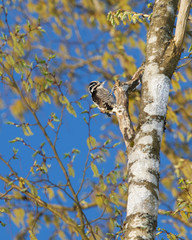 Eurasian Three-Toed Woodpecker, Bialowieza National Park, Poland