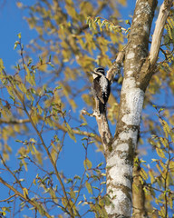 Eurasian Three-Toed Woodpecker, Bialowieza National Park, Poland