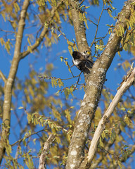 Eurasian Three-Toed Woodpecker, Bialowieza National Park, Poland