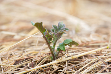 No dig gardening: side view of a young potato sprout growing in a bed of hay or straw.