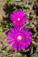 Top view of two flowers of the Trailing Iceplant, Hardy Iceplant, or  Pink Carpet - Delosperma cooperii.