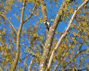 Eurasian Three-Toed Woodpecker, Bialowieza National Park, Poland