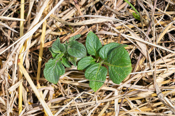 No dig gardening: top view of a young  potato sprout growing in a bed of hay or straw.