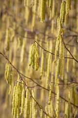 Catkins containing the male flowers of the Hazelnut tree - Corylus in a spring sunshine.
