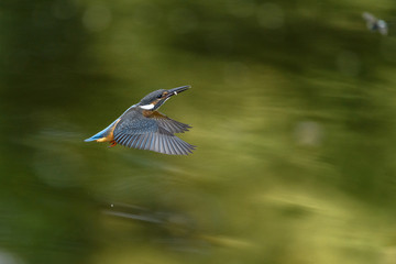 Flying kingfisher