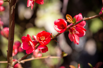 Flowering Maule's or Japanese Quince - Chaenomeles japonica - in early spring.