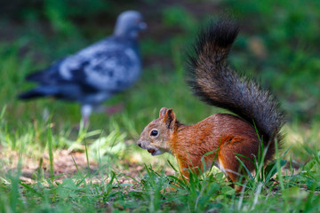 Squirrel in the park of Pushkin (Traskoe Selo) town, Russia
