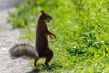 Squirrel in the park of Pushkin (Traskoe Selo) town, Russia