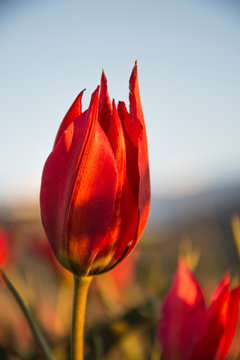 Red Tulip