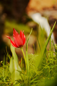 Natural Tulip