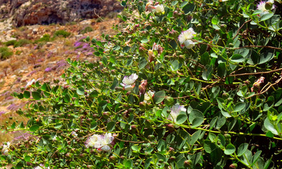 Mediterranean capers bush with flowers