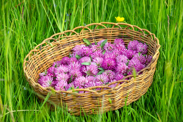 Fototapeta na wymiar Harvested flower heads of Red Clover - Trifolium pratense in a old-fashioned rush basket